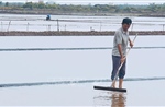 Hơn 1.500 ha muối bị thiệt hại, diêm dân Cà Mau gấp rút khôi phục sản xuất