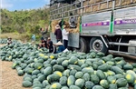 Dưa hấu 'được mùa rớt giá', áp lực tìm đầu ra