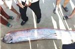 Cá mái chèo dài gần 4 mét trôi dạt vào vùng ven biển Lâm Đồng
