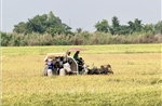 An Giang mở rộng diện tích canh tác lúa chất lượng cao vụ Hè Thu