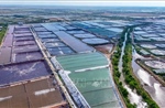 Vùng nuôi tôm siêu thâm canh 280 ha ở Cần Thơ