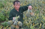 Thanh Hóa: Dứa chín đỏ đồi, giá giảm sâu