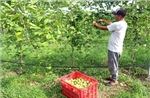 Hướng mới chuyển đổi cây trồng hiệu quả trên đất thanh long già cỗi