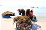 Người dân xã đảo Tam Hải (Đà Nẵng) vào vụ thu hoạch 'thảo dược' dưới đáy biển