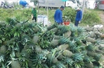 Đồng Tháp: Giá dứa tăng gấp đôi, nông dân phấn khởi
