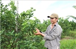 Số hóa thủ tục cấp mã số vùng trồng, cơ sở đóng gói