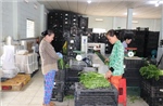 Đào tạo nghề tại nông thôn, hướng đến hình thành đội ngũ nông dân số