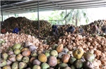 Giá dừa khô giảm mạnh, nhiều nhà vườn bán dừa tươi bù thu nhập