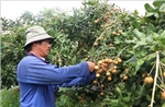 Thanh nhãn Cần Thơ: Từ đặc sản nội địa đến vươn tầm quốc tế