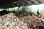 Mô hình hợp tác 4P gỡ điểm nghẽn cho ngành dừa