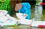 Hà Nội chủ động ứng phó với sạt lở ở Yên Xuân và lũ lớn trên sông Cầu, sông Thương