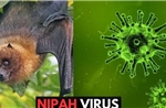 WHO xác nhận ca tử vong do virus Nipah ở Bangladesh