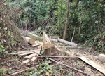 Điều tra, xử lý nghiêm các đối tượng phá rừng tại huyện Nam Đông