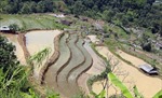 Mùa nước đổ trên những thửa ruộng bậc thang ở Lai Châu