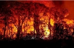 Brazil ban bố tình trạng khẩn cấp do cháy rừng