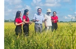 Khi dòng vốn Agribank tiếp sức nông dân ĐBSCL làm lúa chất lượng cao