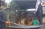‘Đường đến lò mổ’ - bộ phim ám ảnh về nạn buôn bán thịt chó, mèo ở Việt Nam
