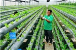 Tín dụng chính sách đồng hành cùng sự phát triển của tỉnh An Giang mới 
