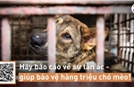 FOUR PAWS: Trộm cắp thú cưng là hoạt động được báo cáo nhiều nhất ở Việt Nam