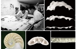 Điểm mặt ba đề cử &#39;Ý tưởng - Vì tình yêu Hà Nội&#39; của Giải thưởng Bùi Xuân Phái