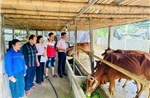 Tín dụng chính sách - 'đòn bẩy' giảm nghèo bền vững ở miền núi Tân Kỳ