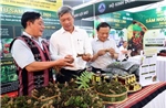 Đà Nẵng lần đầu tổ chức lễ hội sâm Ngọc Linh và dược liệu quốc tế