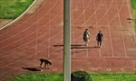 Ấn Độ: Sân vận động đóng cửa trước 7h tối để quan chức... dắt chó đi dạo