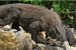 Indonesia triệt phá đường dây buôn lậu rồng Komodo quý hiếm