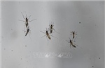 Hàng nghìn ca mắc bệnh, Trung Quốc ráo riết kiểm soát dịch Chikungunya