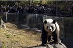 Nhật Bản sắp sửa lần đầu vắng bóng gấu trúc sau 50 năm