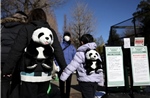 Người dân Nhật Bản chia tay những chú gấu trúc cuối cùng trước khi trao trả về Trung Quốc