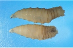 Mỹ khẩn trương chặn đà lây lan của giòi ăn thịt sau ca mắc đầu tiên