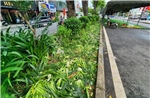 Vườn hoa, thảm cỏ bị người dân giẫm nát khi đi xem hợp luyện diễu binh, diễu hành