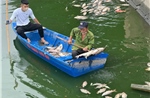Hà Nội: Cá chết nổi trắng hồ điều hòa công viên Nghĩa Đô