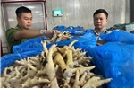 Phát hiện 260 tấn chân gà quá hạn chất đầy kho lạnh ở Hà Nội