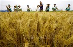 Trung Quốc: Động thái &#39;bật đèn xanh&#39; cho cây lương thực biến đổi gen