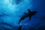 Phát hiện nghĩa trang cá mập ở Ấn Độ Dương