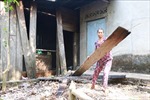 Voi rừng phá chòi và cây trồng của dân ở Bình Phước