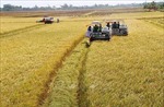 Sắp trình Chính phủ thông qua Đề án phát triển 1 triệu ha lúa chất lượng cao gắn với tăng trưởng xanh