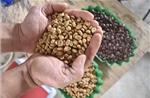 Phát triển thị trường tiêu thụ cà phê nội địa