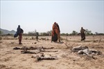 Hàng triệu gia súc tại Ethiopia chết do hạn hán nghiêm trọng