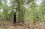 Phát triển rừng luồng theo hướng thâm canh bền vững