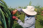Định hướng cho phát triển ngành hàng thanh long