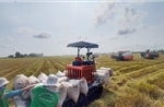 Thị trường nông sản: Giá lúa, gạo cùng giảm nhẹ