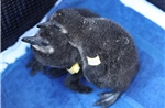 Nam Phi nỗ lực bảo tồn chim cánh cụt có nguy cơ tuyệt chủng
