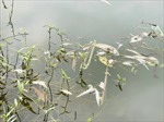 Lấy mẫu xét nghiệm tìm nguyên nhân cá chết ở hồ Bàu Sen, Bình Định