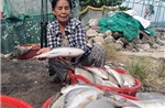 Phú Yên: Khẩn trương tìm nguyên nhân khiến tôm hùm, cá chết hàng loạt