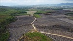 Khống chế hoàn toàn vụ cháy rừng, ruộng mía tại Khánh Hòa