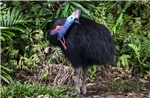 Loài chim &#39;khủng long&#39; biểu tượng của Australia đối mặt nguy cơ tuyệt chủng