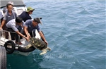 Bình Thuận: Thả 3 con rùa quý hiếm về với biển tự nhiên